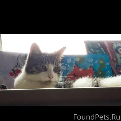 Потерялся кот, северная сторона