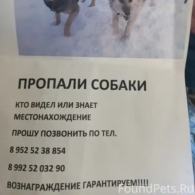 Пропали собаки Зорба и Чапа, конечная Мамина