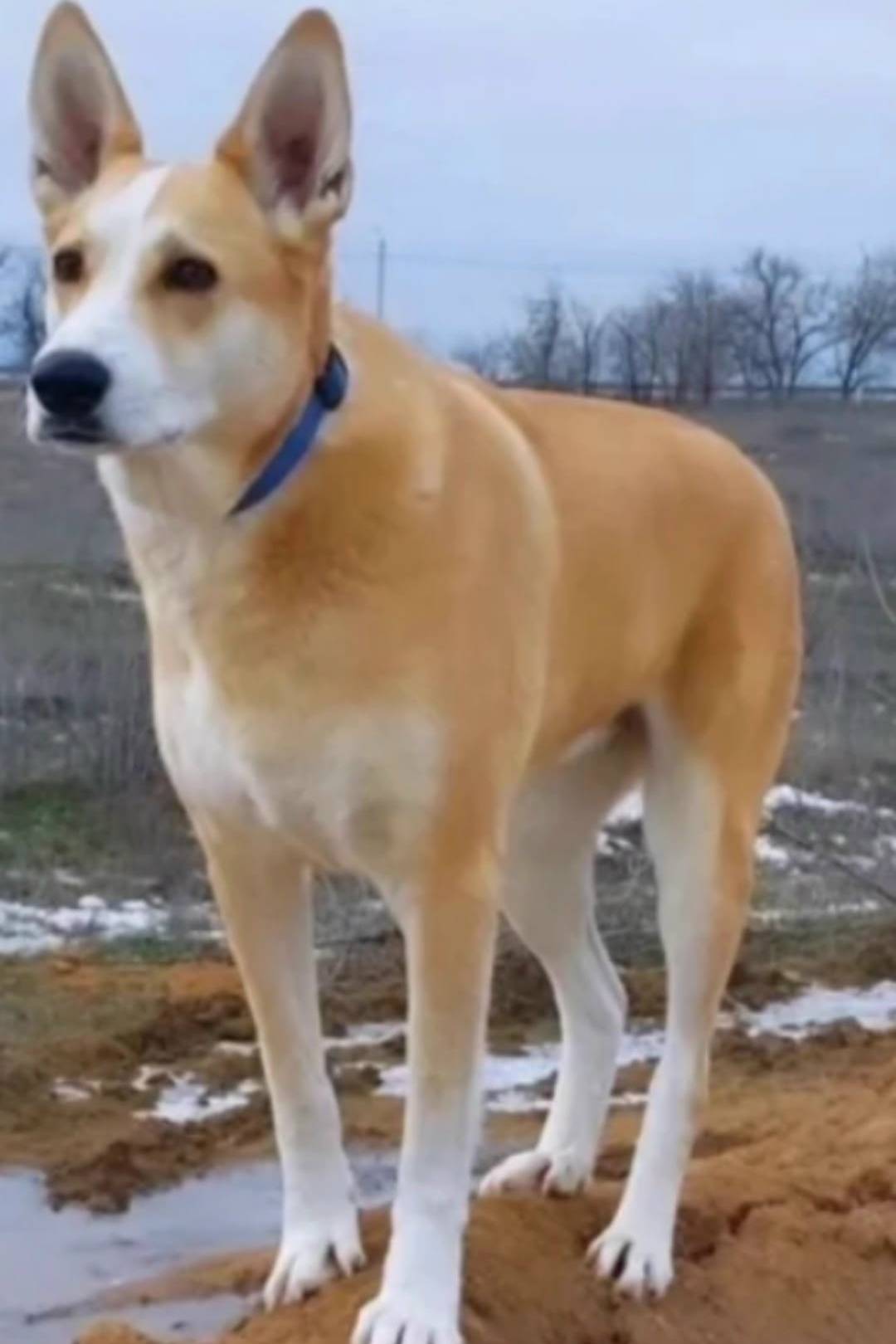 Пропала собака Лакки