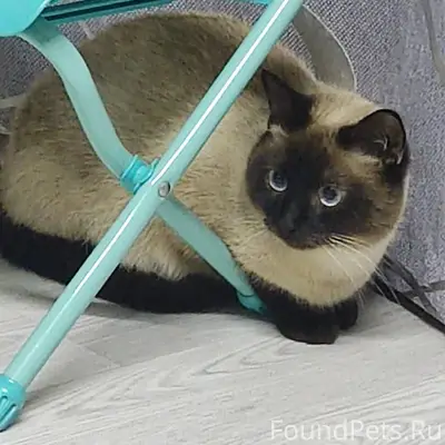 Пропал сиамский кот Саймон, район Рабочая/Механизаторов/Мира