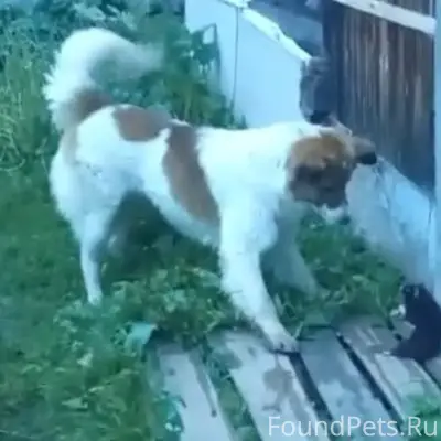 Пропал пёс, улица Попутная