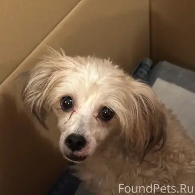 Найденна собака, район Шандорной, Университетской и Маяковского