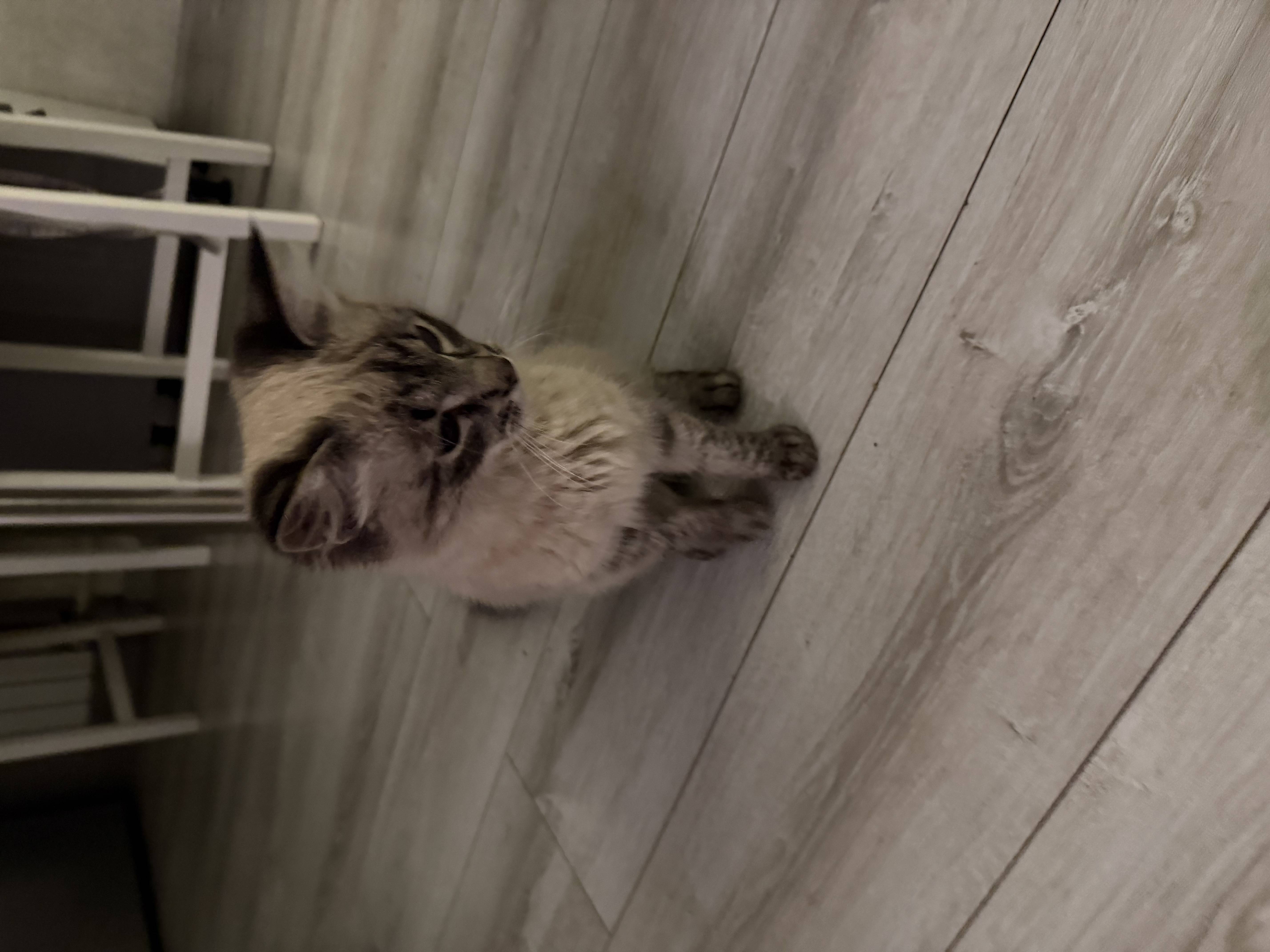 Найден кот , Преображенское 