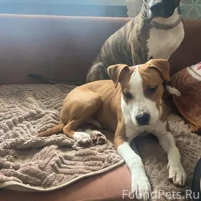 Пропали стаффорды, звоните +79958593954