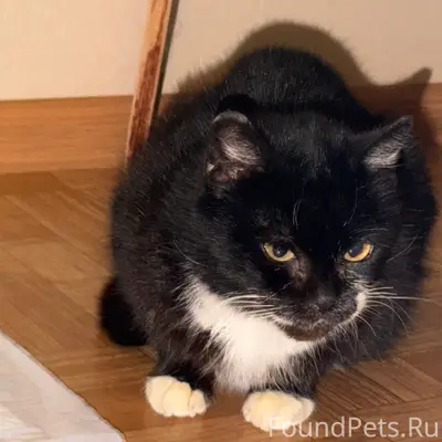 Найдена короткошёрстная кошка, ул. Алтаева