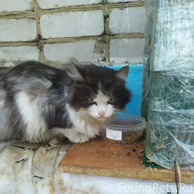 Пропал кот, Ртищево, Пролетарская