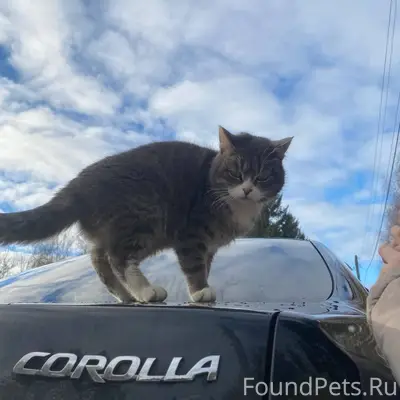 Пропала кошка Боня