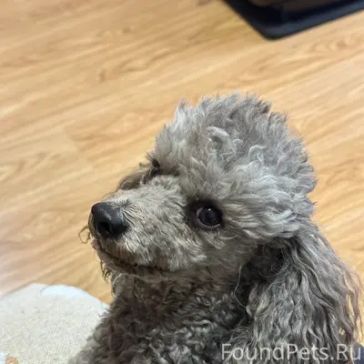 Пропал пудель Бишон, микр. Южный, Магилат
