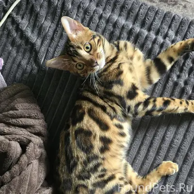 Пропал бенгальский кот, поселок НГРЭС