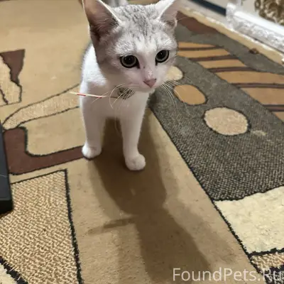 Найден кот, район ближние камыши