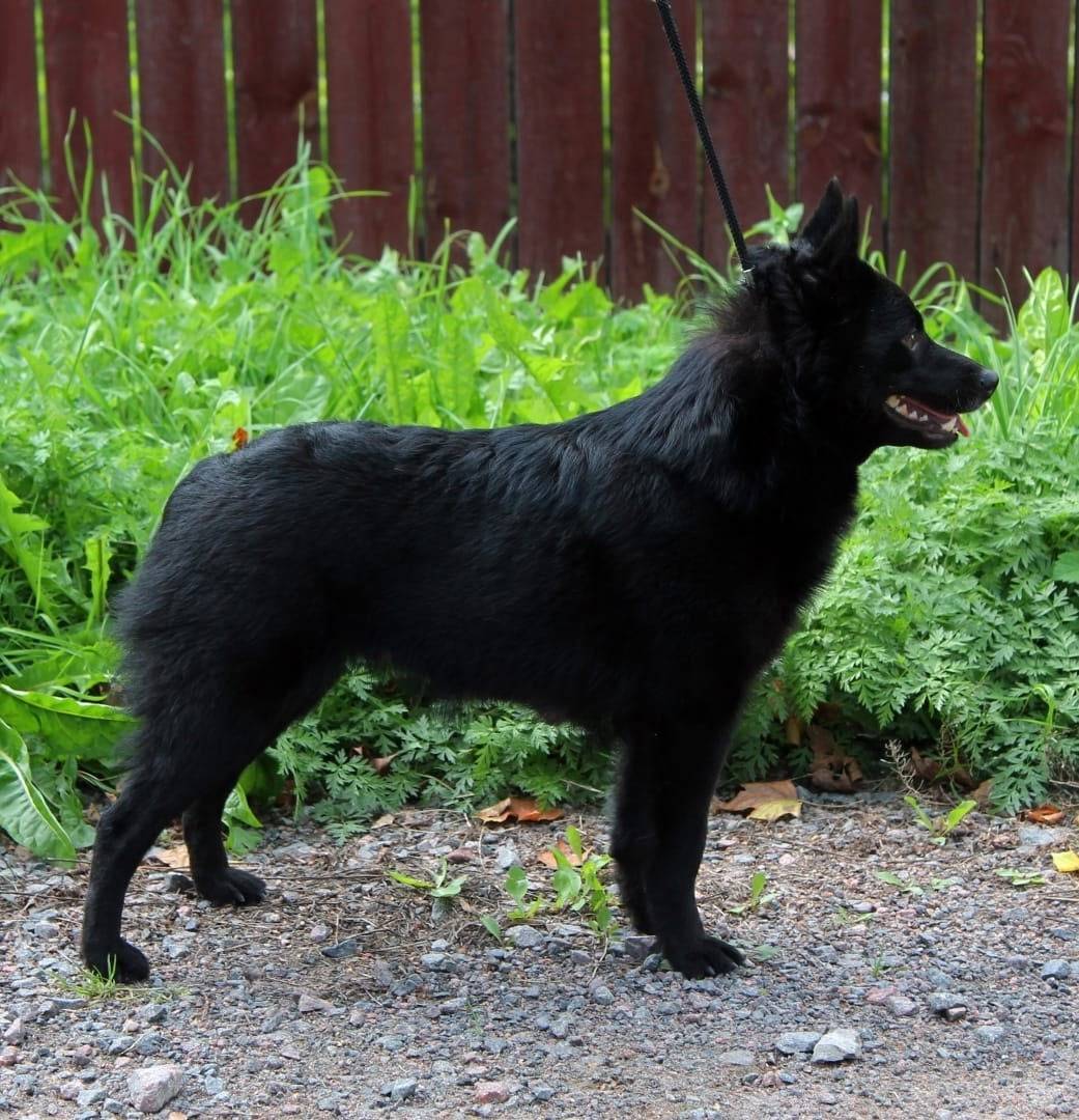 Пропала собака шипперке, Гатчина