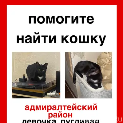 Пропала кошка Фифти, Санкт-Петербург