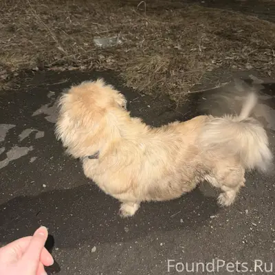 Пропала собака пекинес, возле 9 школы