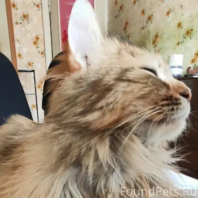 Пропала кошка, Ольгинская, Бережная