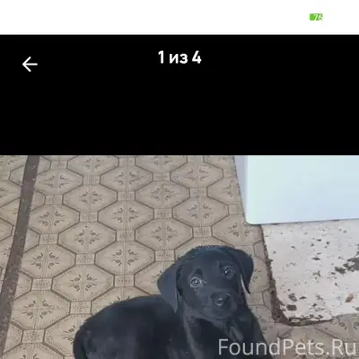 Пропала щенок-девочка, район Мелбугра