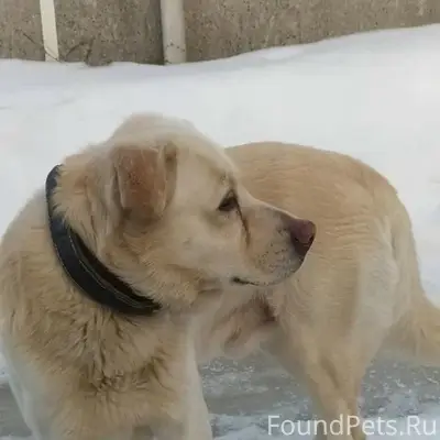 Пропал пёс Лордик