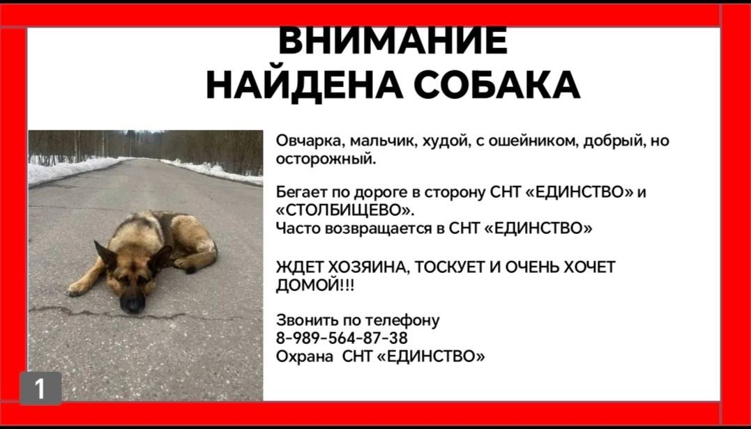 Найден кобель овчарка, снт Единство