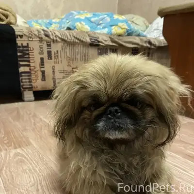 Пропал пёс Стив, Светотехстрой