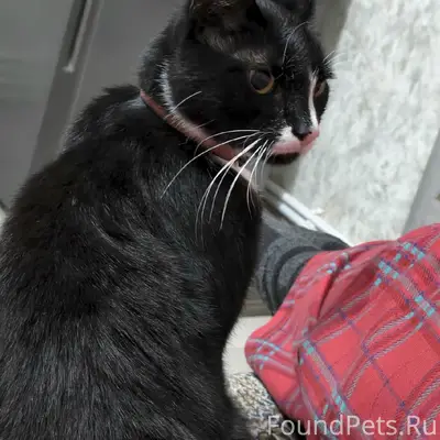 Пропал кот, район Льва Толстого, Ямская