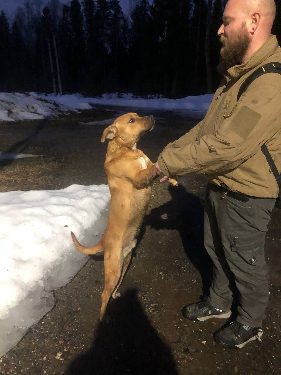 Пропала собака, похожа на питбуля