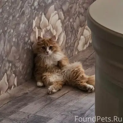 Пропала кошка Умка, улица 1-Завокзальная