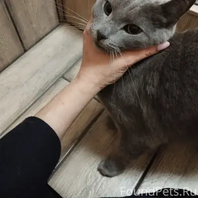 Найден кот, район больницы