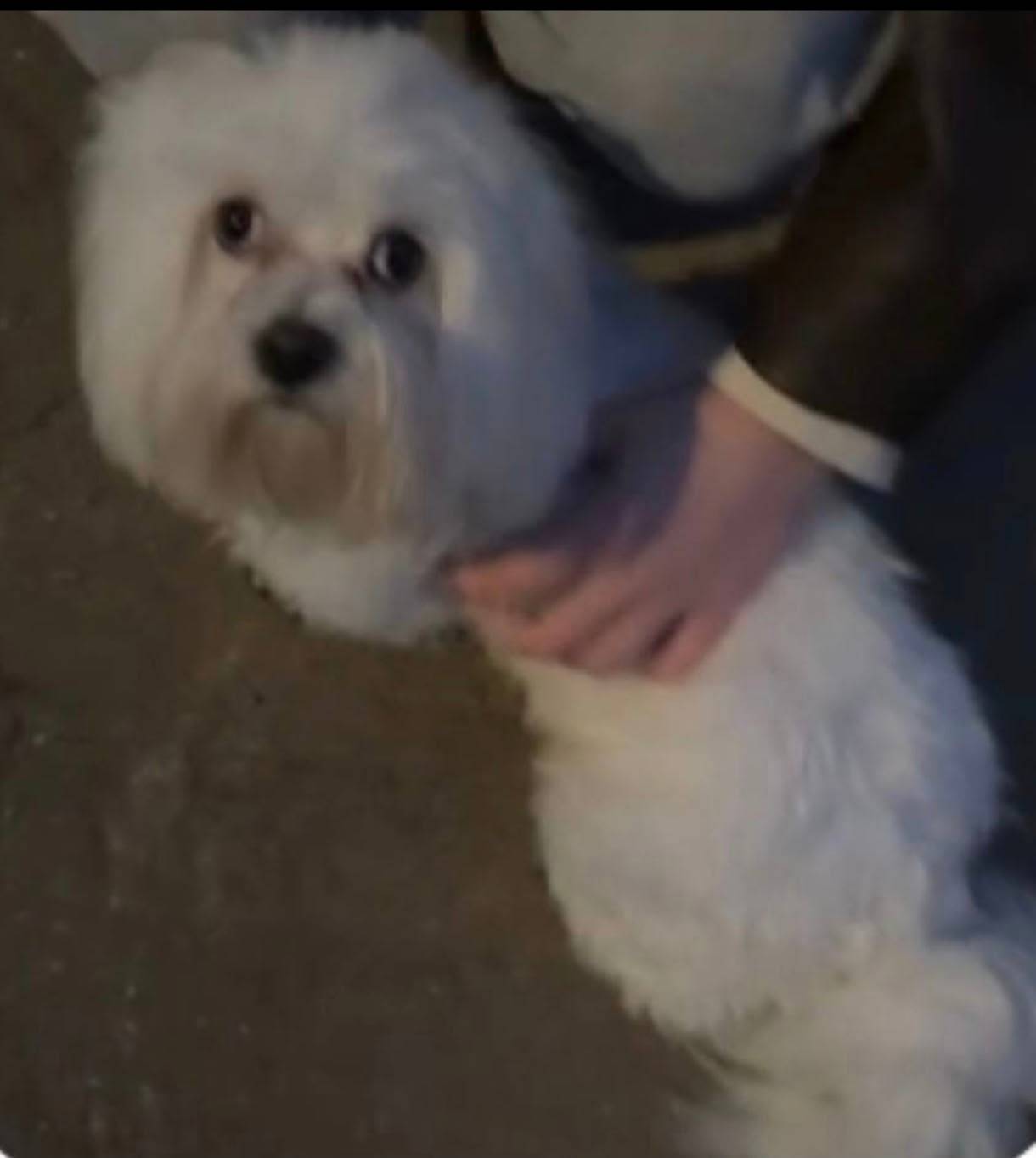 Найден тип собака, Подольск, микрорайон Климовск