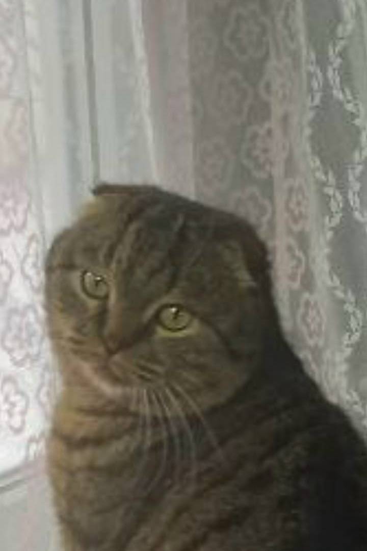 Пропал кот, 