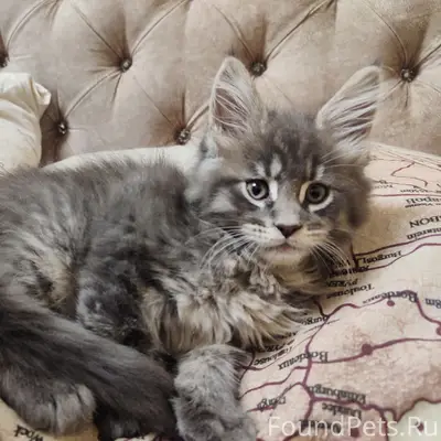 Пропал мейкун, 10 Шахты