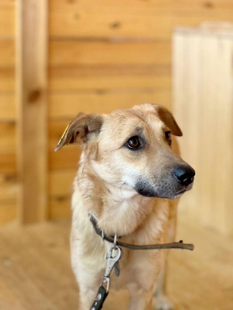 Пропала собака Уля, район ЦРБ