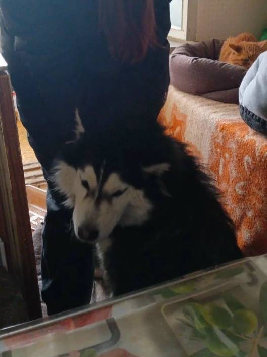 Найден маламут, Свердловская область, Заречный