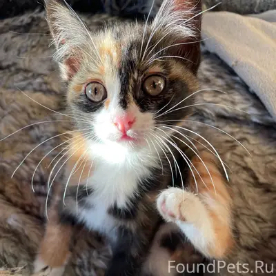 Пропала кошка Ася, улица Плеханова