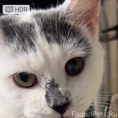 Пропала кошка, д. Гришино, снт «Росинка», «Славянка»