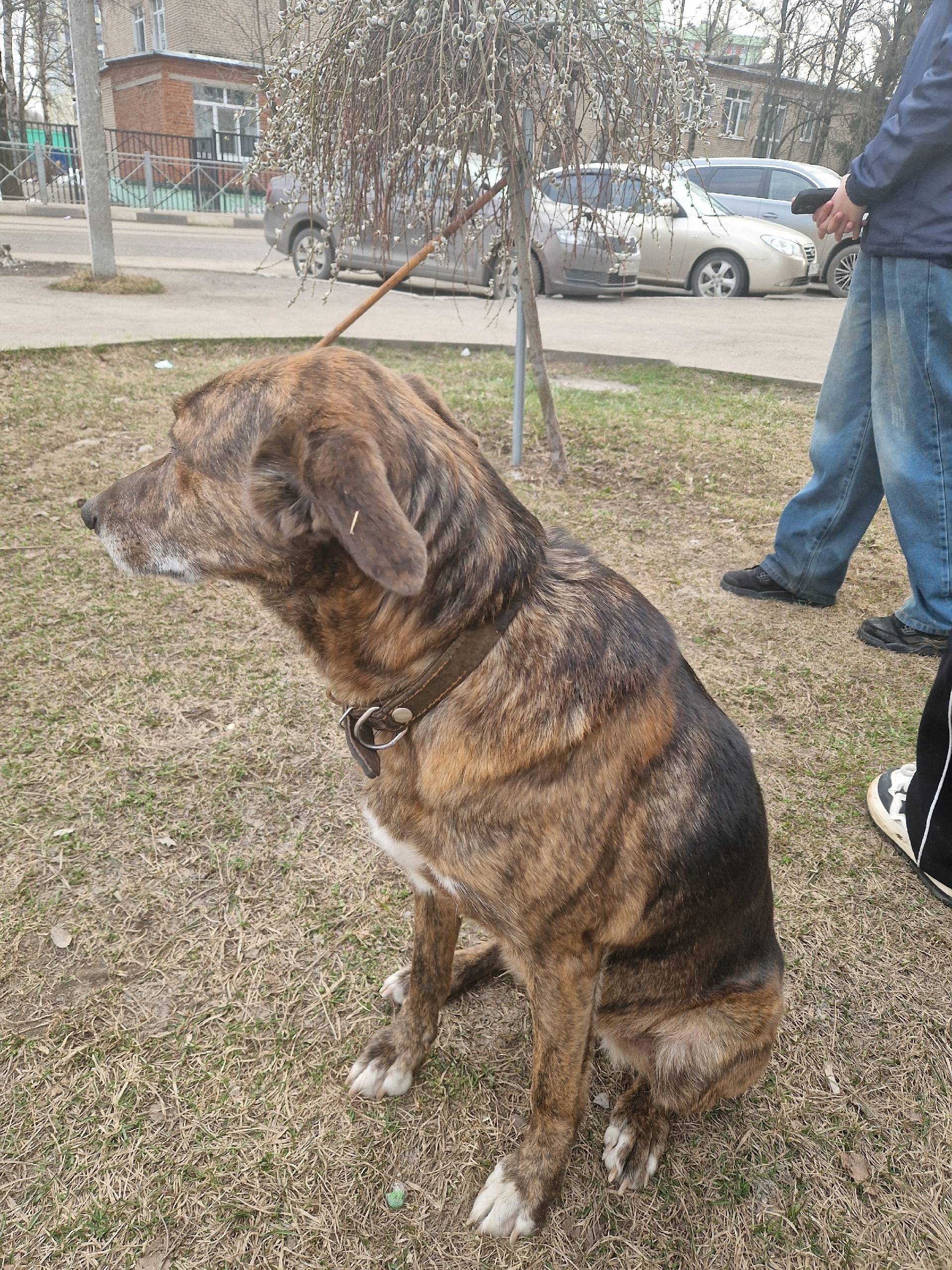 Найден пёс, Матросова 2/1