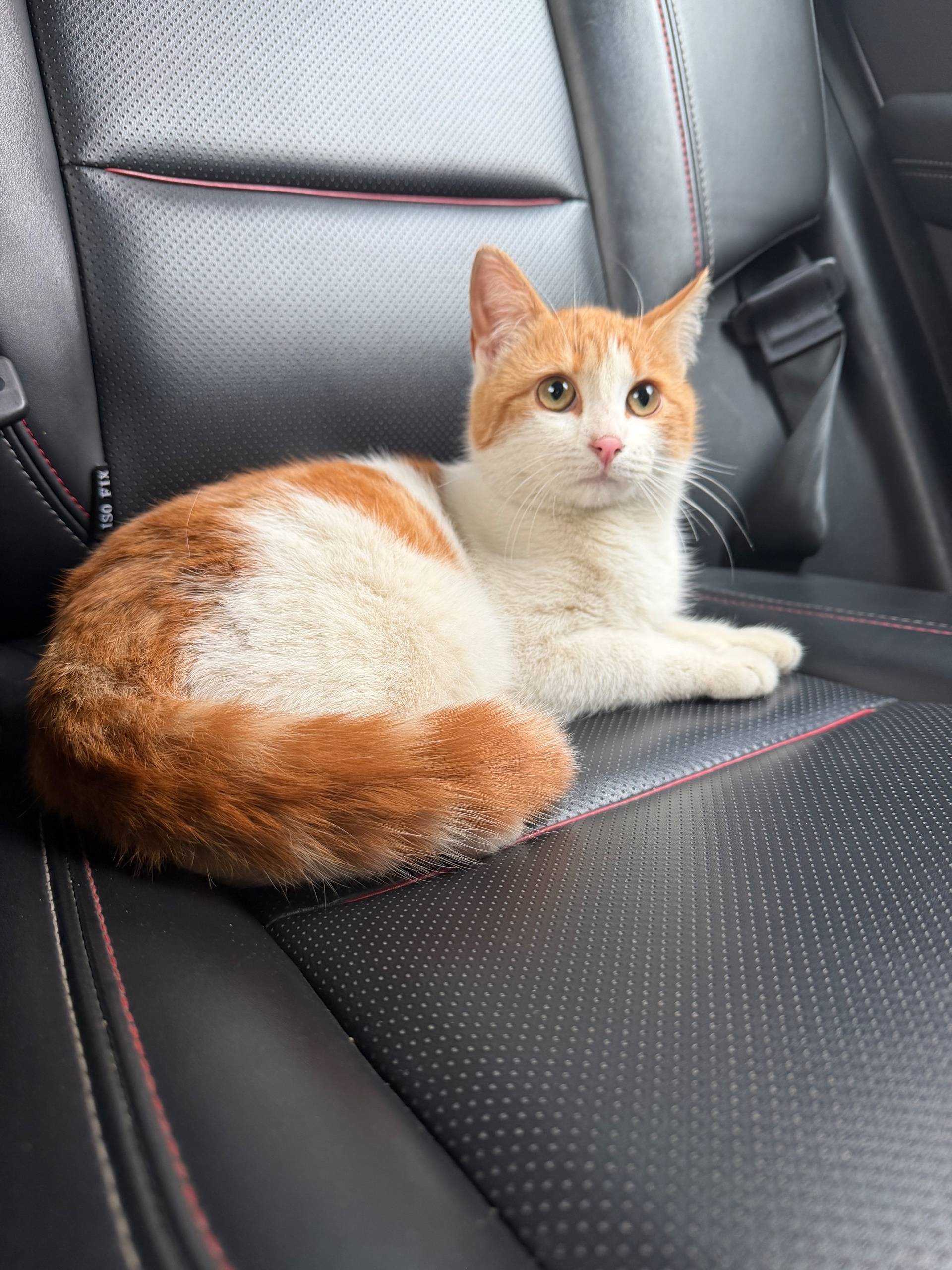 Найден кот, возле Кластера Ломоносов