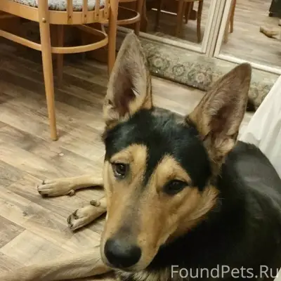 Пропал кобель Рекс, мкр Климовск