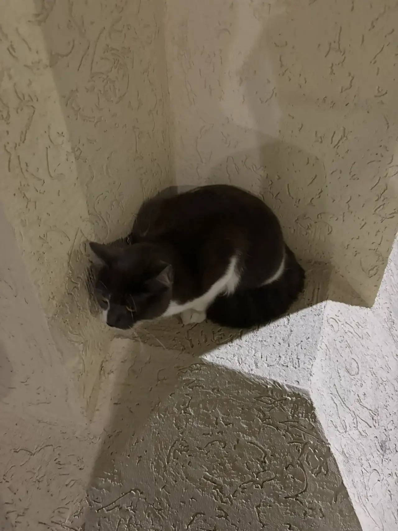 Найдена кошка, Рокоссовского 28