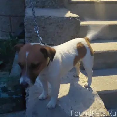 Найден Джек Рассел, район Эволюции