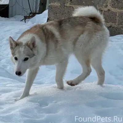 Пропала лайка Норка, г. Щекино