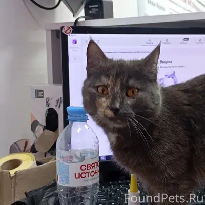 Найдена кошка, ПВЗ