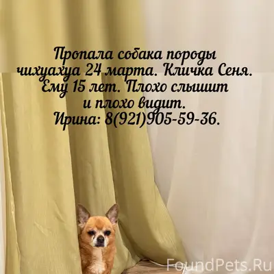 Пропала чихуахуа, последний раз видели в Коммунаре