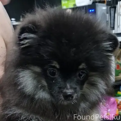 Пропал немецкий шпиц, район машзавода