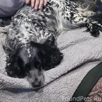 Найден щенок, трасса Юрьевец — Кинешма, Вичуга