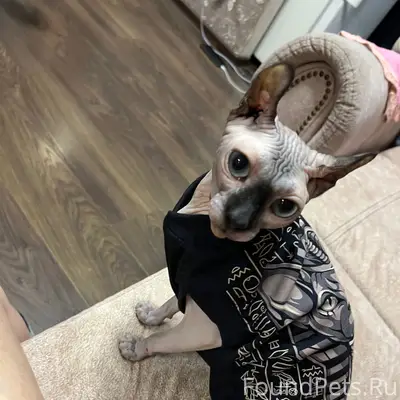 Пропала кошка сфинкс, ул. Базарная 19