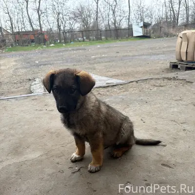 Пропал щенок