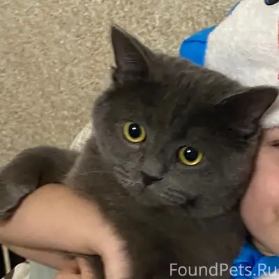 Пропал серый кот, Зеленодольск, парк Алтынова