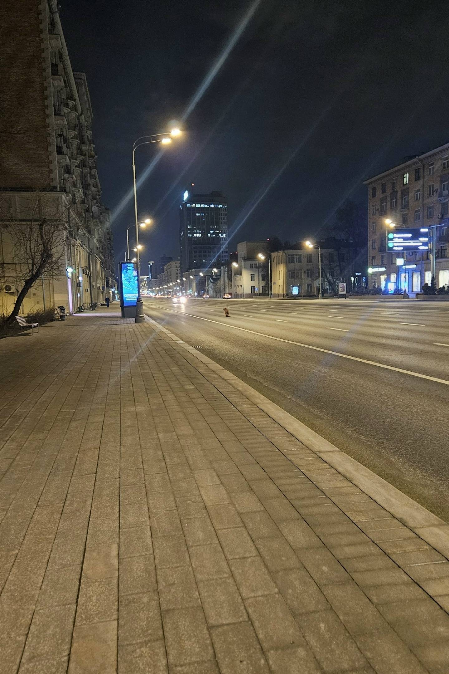 Пропала собака рыже-шоколадного окраса, Москва