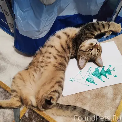 Пропал кот, Северный район