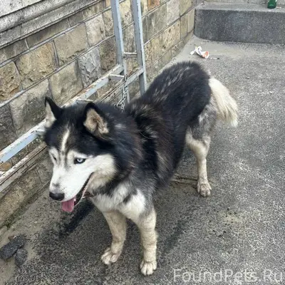 Найден пёс, рынок