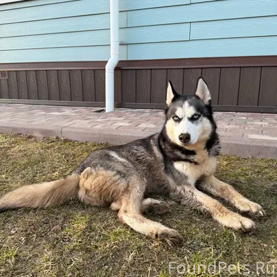 Найдена хаски, Жуковский район
